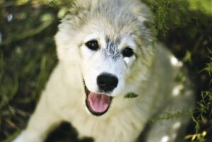 敏感肌に優しい脱毛はどの口コミ評判が信頼できる？